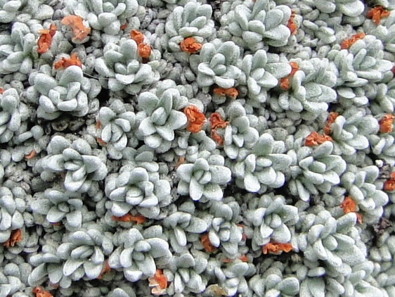 Androsace vandellii / Androsace di Vandelli